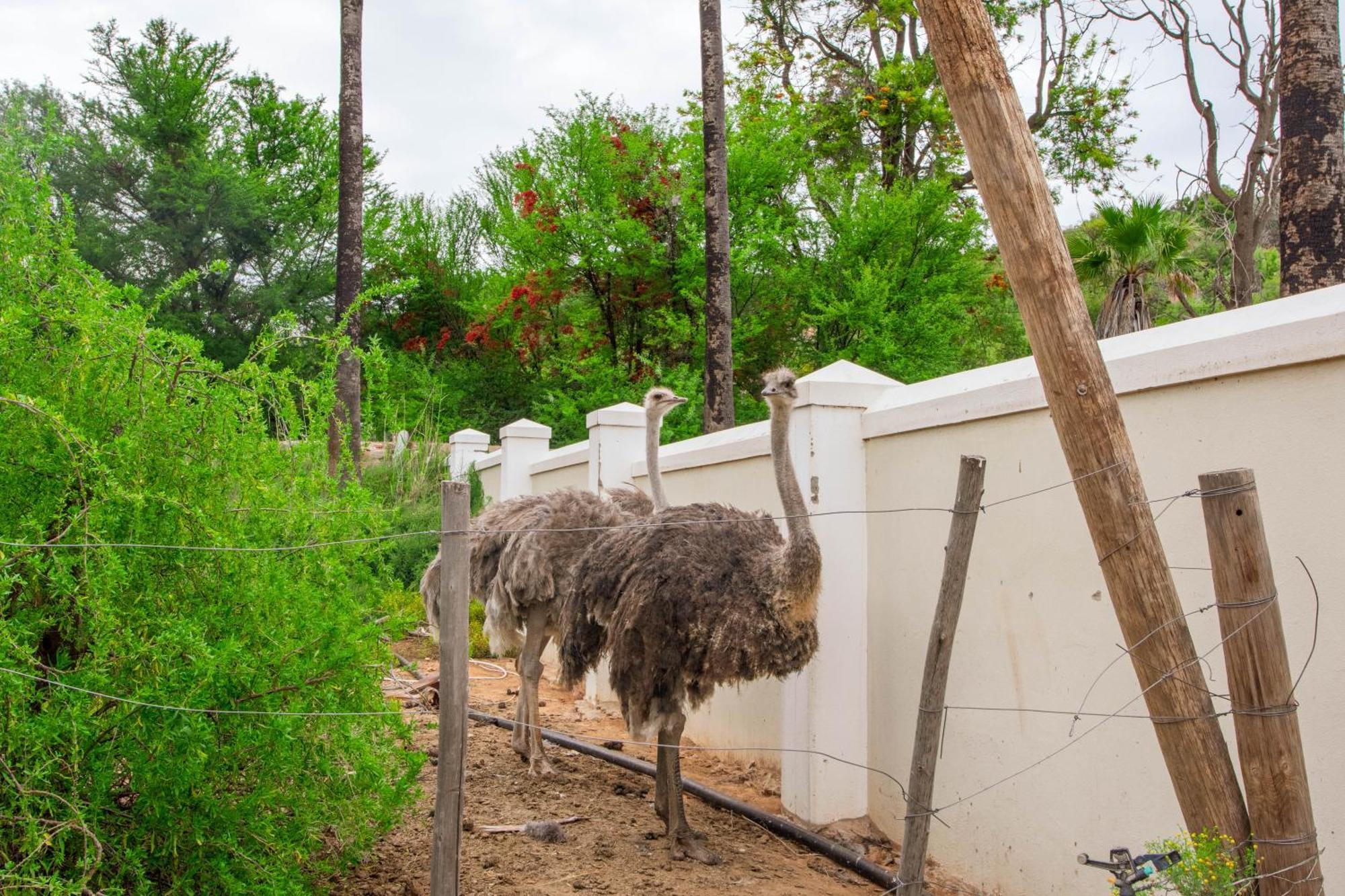 Bakenskraal Ostrich Palace เอาท์สโฮร์น ภายนอก รูปภาพ