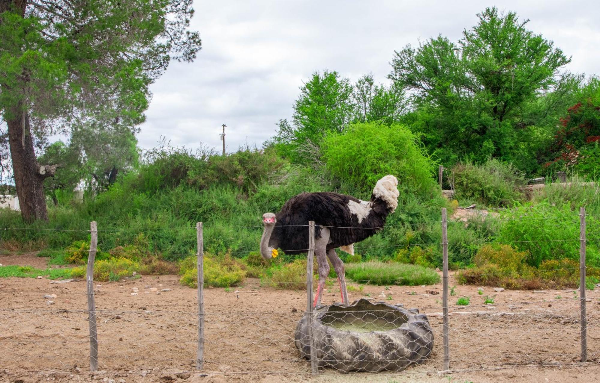 Bakenskraal Ostrich Palace เอาท์สโฮร์น ภายนอก รูปภาพ